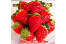 紀州和歌山ブランドいちご「紀の香」約250g×4P ［UT143］