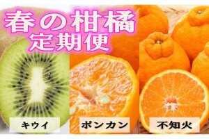 【定期便全3回 固定月】 和歌山の人気の春のフルーツをお届け！ （キウイ・ポンカン・不知火）