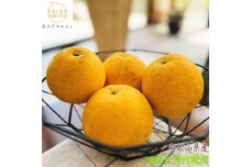 有田育ちの 爽やか 河内晩柑 (ご家庭用) 約1.5kg［2027年4月から発送］［MS169］
