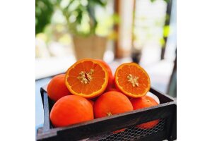 有田育ちの セミノールオレンジ (ご家庭用) 約1.5kg［先行予約・2027年4月～発送］
