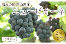 GC15【先行予約】岡山県産　ニューピオーネ 2房（1房480g以上）約1kg　化粧箱入り