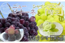 GC13【先行予約】岡山県産 詰合せ/ニューピオーネ1房とシャインマスカット『晴王』1房　化粧箱入り