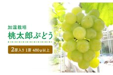 GV05　【加温栽培】岡山県産桃太郎ぶどう2房入り（1房480ｇ以上）＜2024年発送＞