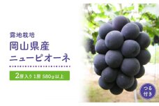 GV20　【露地栽培】岡山県産ニューピオーネつる付き2房入り（1房580ｇ以上）＜2024年発送＞