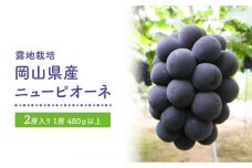 GV23　【露地栽培】岡山県産ニューピオーネ2房入り（1房480ｇ以上）＜2024年発送＞