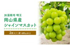 【加温栽培（晴王）】岡山県産シャインマスカット2房入り（1房480ｇ以上）　＜2024年発送＞