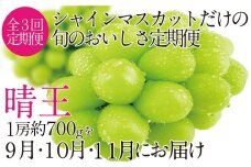 CN29定期便［先行予約］９月・１０月・１１月発送　シャインマスカット1房700g  岡山県産　種無