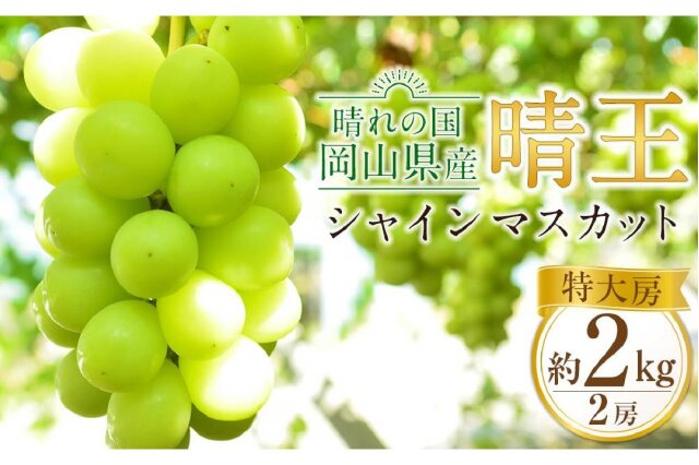 岡山県産‼️シャインマスカット‼️晴王‼️2キロ‼️5房‼️ - 果物