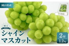 KP03 2025年予約受付中 シャインマスカット 晴王 2房 約1.2kg 7月～8月にお届け