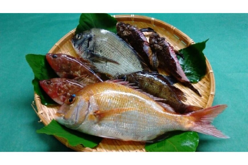 特別セーフ 広島県尾道市 旬のお魚セット 広島県尾道市 ザ おのみち 新鮮天然活魚セット ふるさと納税 魚介類 海産物