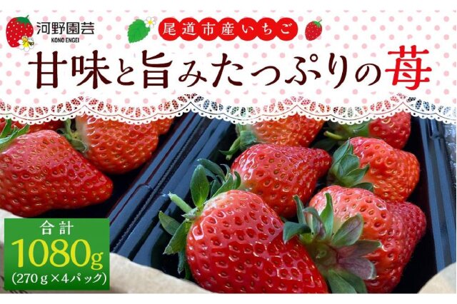 ふるさと納税 「河野園芸の完熟いちご4パック ＜2026年1月から発送