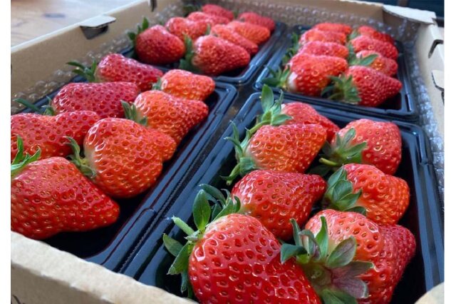 ふるさと納税 「河野園芸の完熟いちご4パック ＜2026年1月から発送