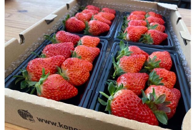 ふるさと納税 「河野園芸の完熟いちご4パック ＜2026年1月から発送