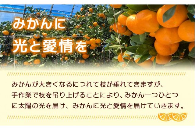 ふるさと納税 「瀬戸田産ハウスみかん（贈答用）約2.3キロ 化粧