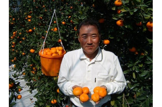 ふるさと納税 「瀬戸田産ハウスみかん（贈答用）約2.3キロ 化粧箱