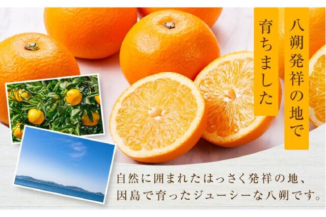 ふるさと納税 「しまの八朔セット約8kg（Mサイズ程度 約30個 紅八朔と