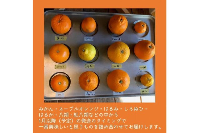 ふるさと納税 「【瀬戸内・因島産】季節の柑橘セット約5kg」 広島県
