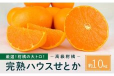 柑橘の大トロ！完熟ハウスせとか  10kg 2026年2月中旬～発送予定