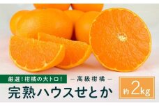 柑橘の大トロ！完熟ハウスせとか  2kg 2026年2月中旬～発送予定