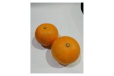 【訳あり】紅八朔　家庭用　5kg　Mサイズ