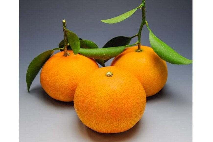 大崎上島産ハウス栽培せとか約5kg