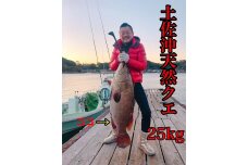 【ギフト用】【幻の天然クエ直送】クエ鍋用1.6kg