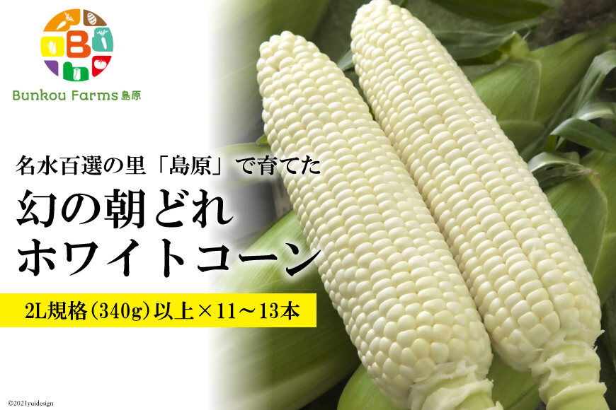 ふるさと納税 Ae277 6月中旬から出荷 幻の朝どれホワイトコーン 2l以上 11 13本セット 長崎県島原市 ふるさと納税の ふるさとぷらす ふるさと納税 Ae277 6月中旬から出荷 幻の朝どれホワイトコーン 2l以上 11 13本セット 長崎県島原市 ふるさと納税の ふるさとぷらす