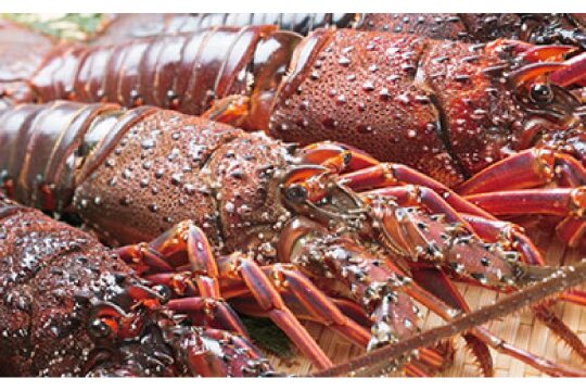 【三島村の漁師からお届け】伊勢海老