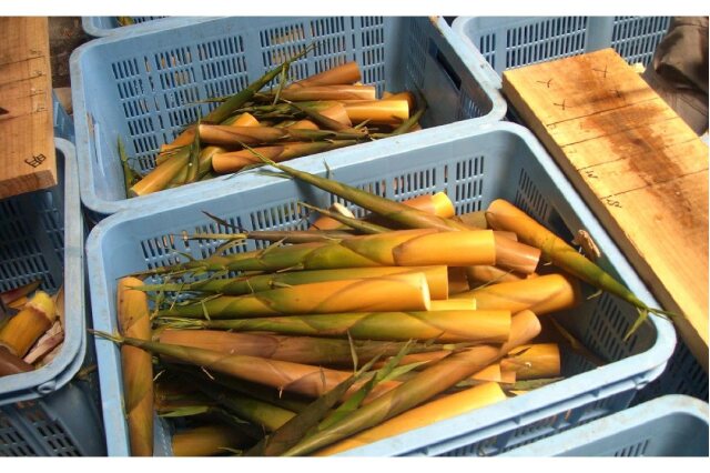 ふるさと納税 「【2026年お届け】大名筍 3kg ( 約11本 ) ( 竹島産