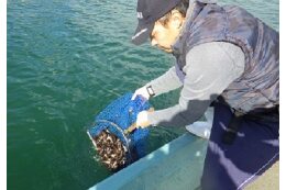 水産資源を守る事業（まつうら「しごと」きらり事業）